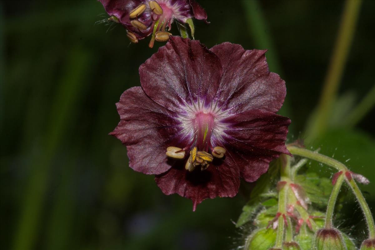 Geranium phaeum (door Mark Uittenbogerd)