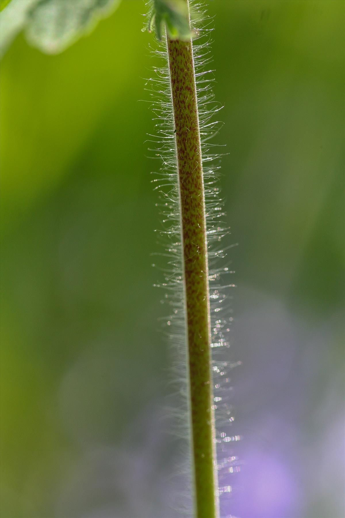 Geranium phaeum (door Mark Uittenbogerd)
