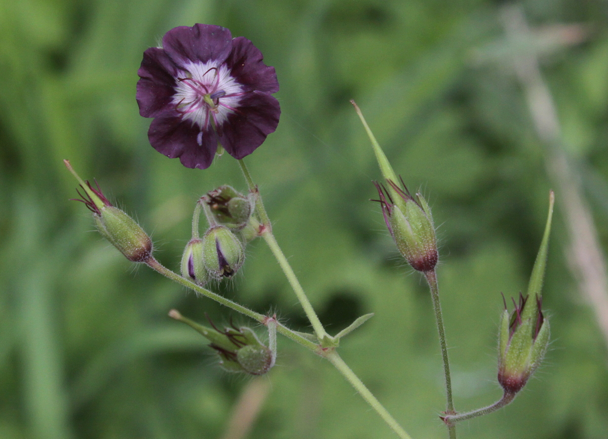 Geranium phaeum (door Peter Meininger)