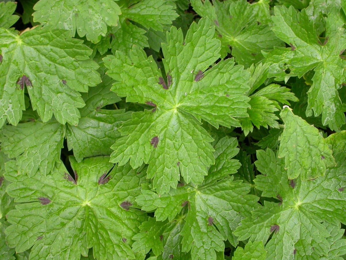 Geranium phaeum (door Peter Meininger)