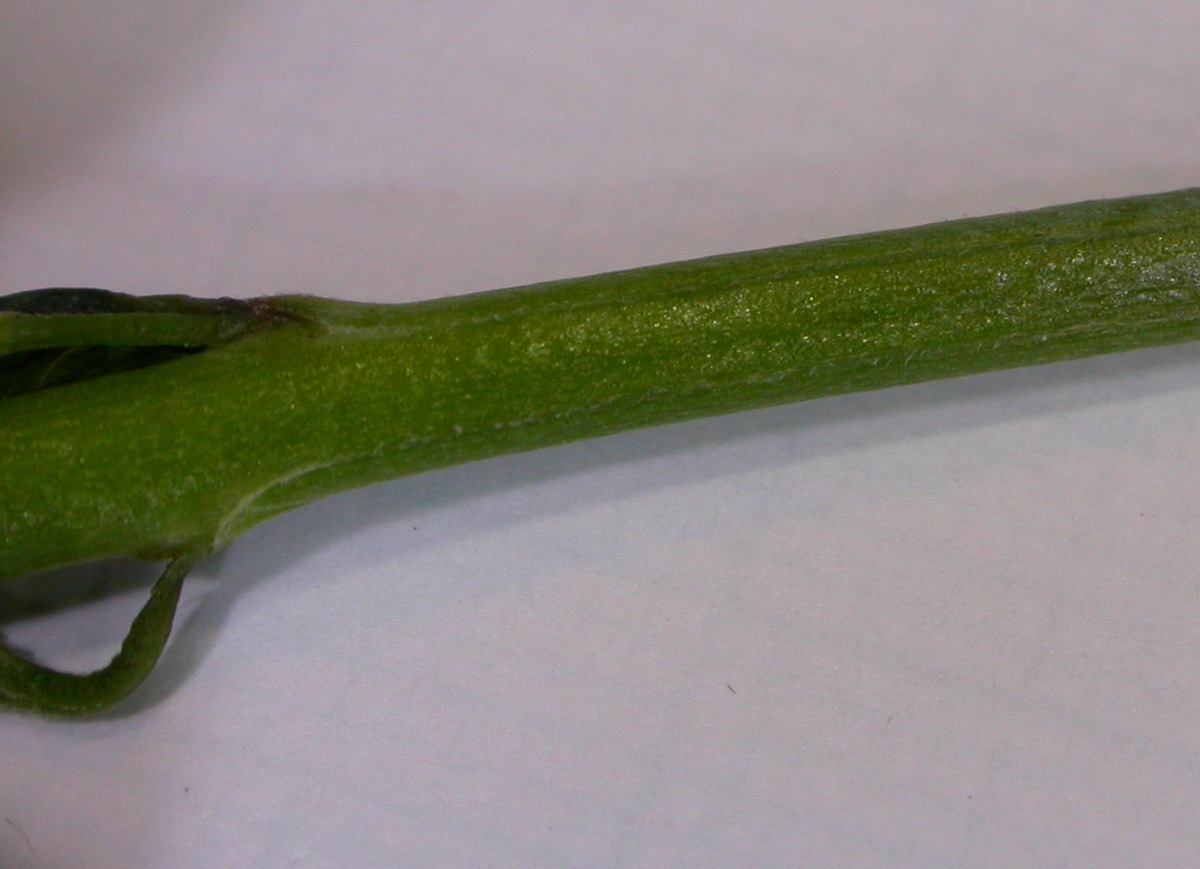 Epilobium obscurum (door Peter Meininger)