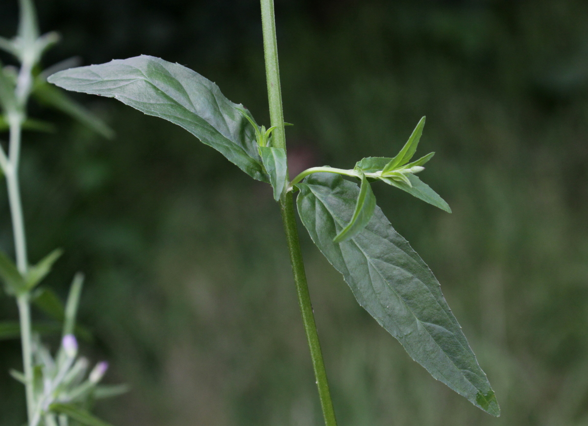 Epilobium obscurum (door Peter Meininger)