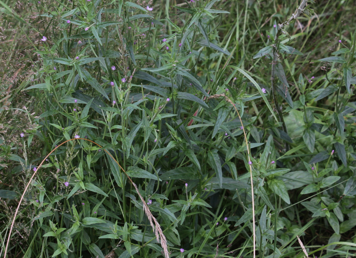 Epilobium obscurum (door Peter Meininger)