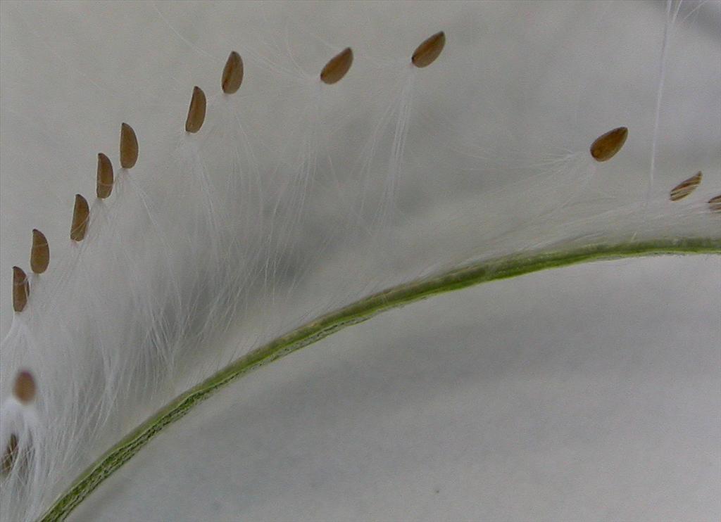 Epilobium obscurum (door Peter Meininger)