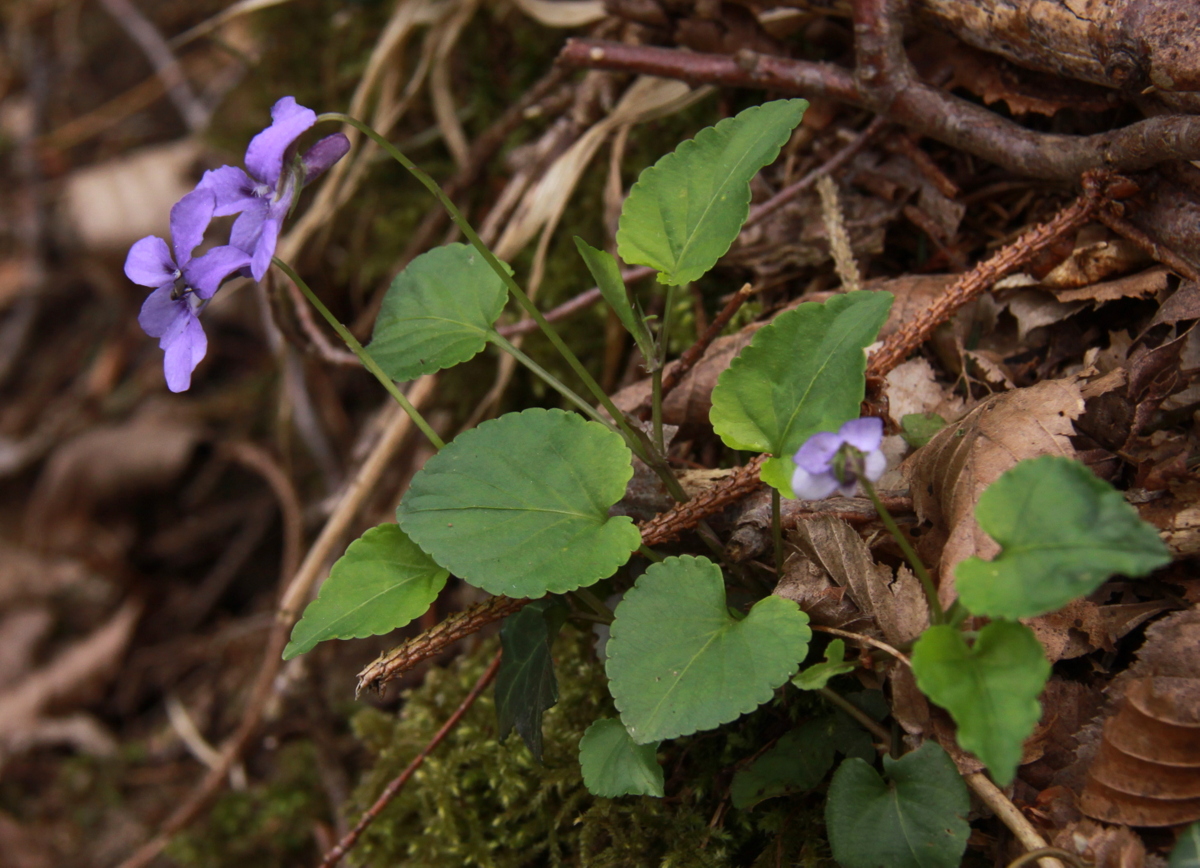 Viola reichenbachiana (door Peter Meininger)