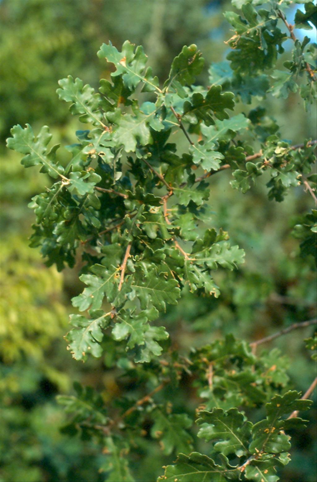 Quercus pubescens (door Willem Braam)