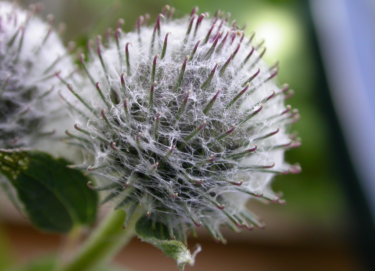 Arctium tomentosum (door Peter Meininger)