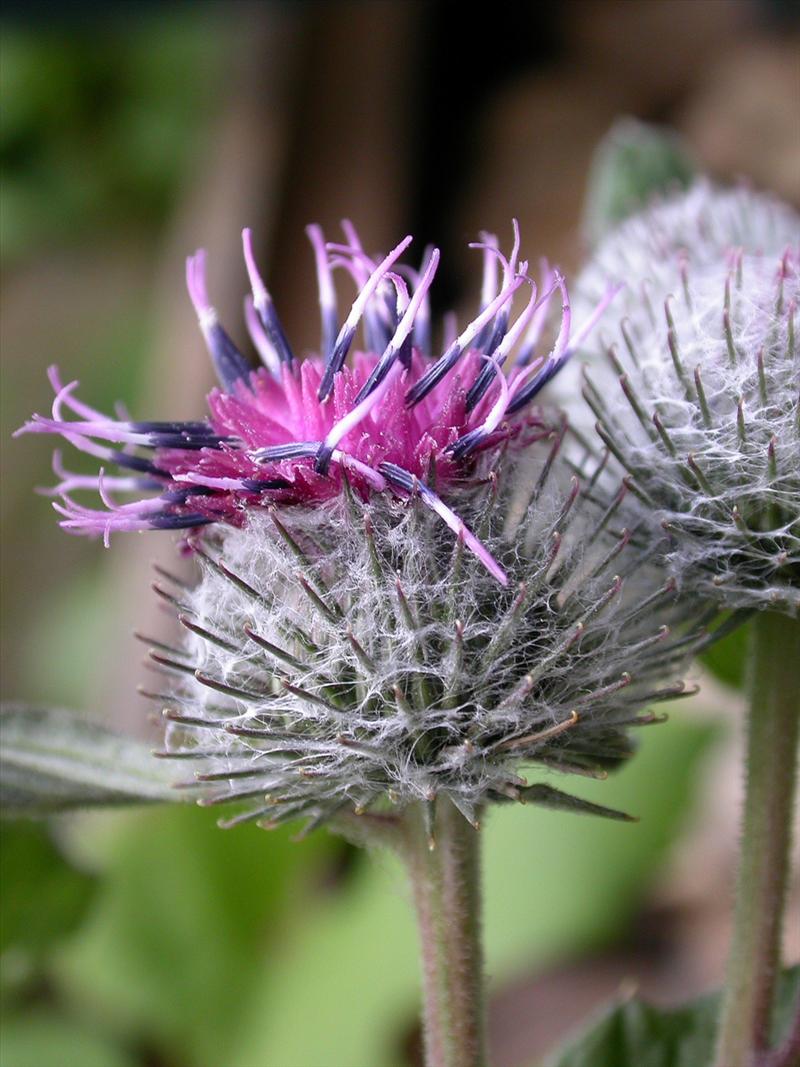 Arctium tomentosum (door Peter Meininger)