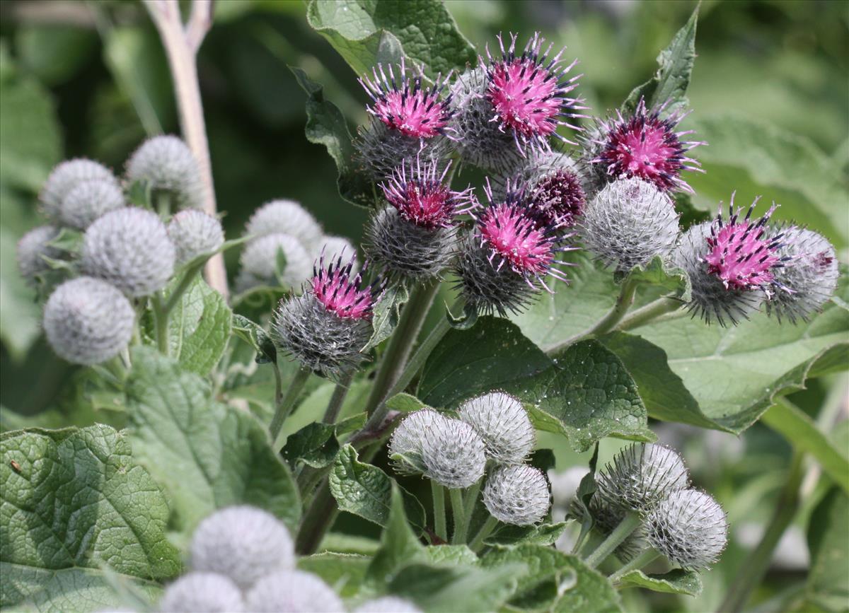 Arctium tomentosum (door Peter Meininger)