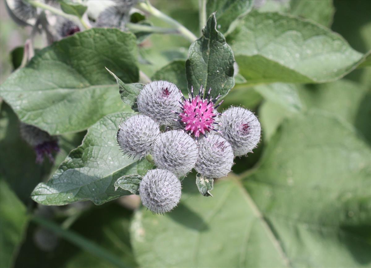 Arctium tomentosum (door Peter Meininger)