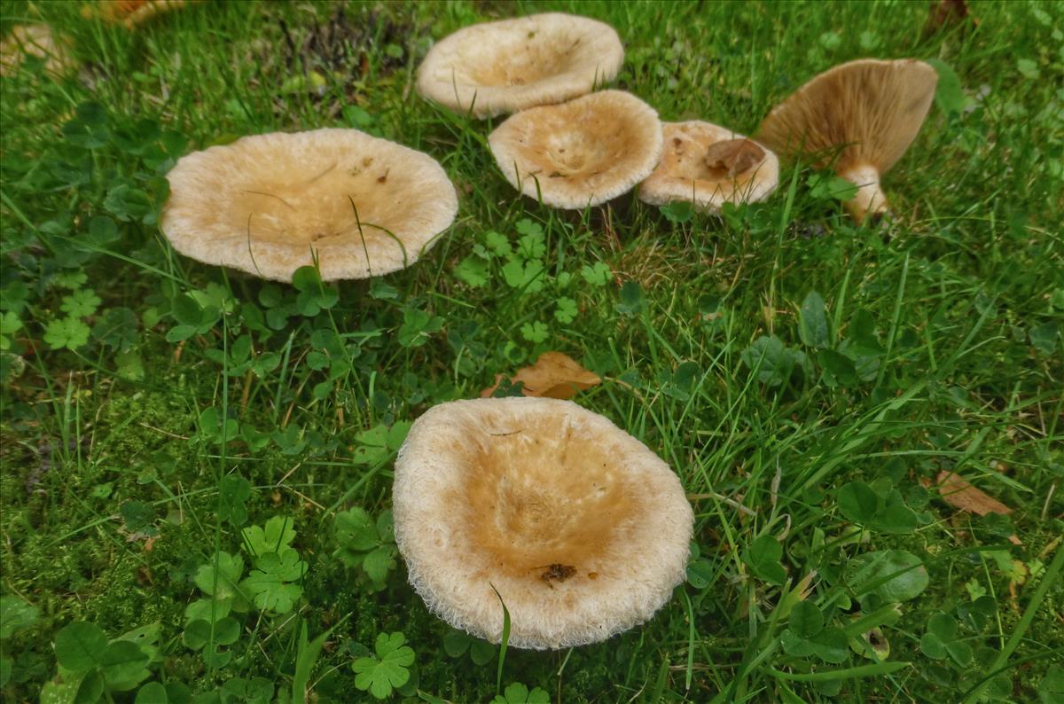 Lactarius pubescens (door Aldert Gutter)