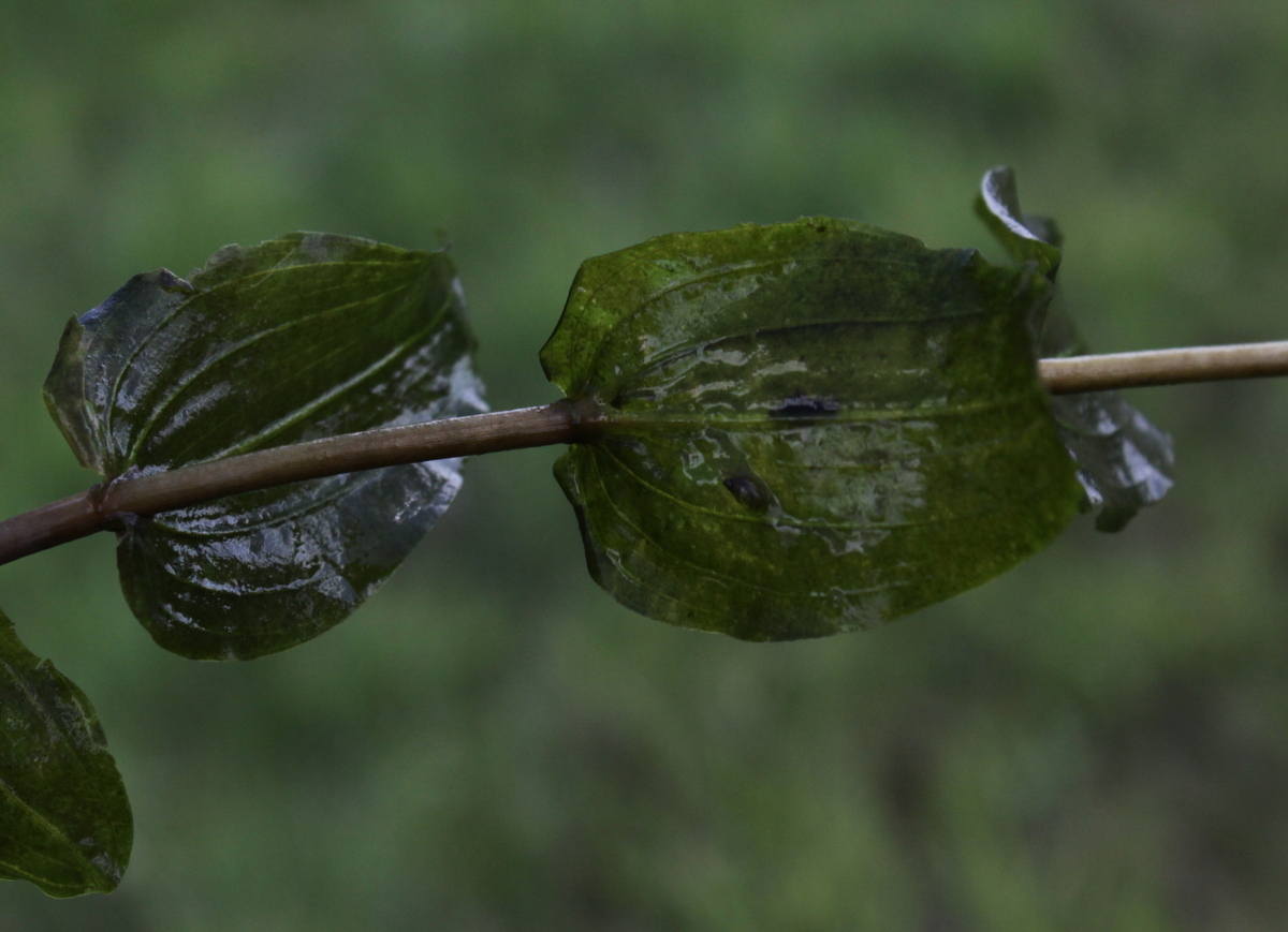 Potamogeton perfoliatus (door Peter Meininger)