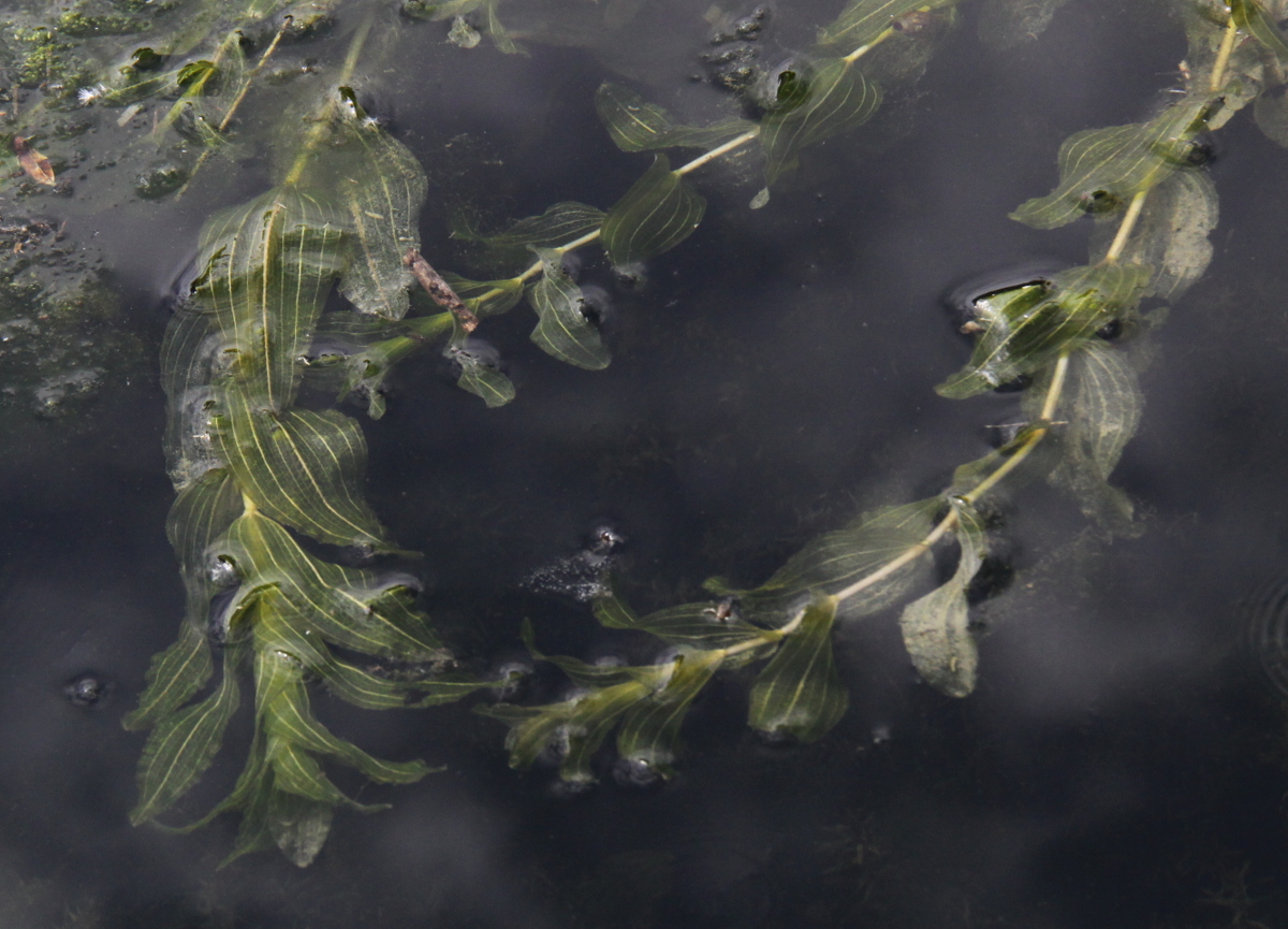 Potamogeton perfoliatus (door Peter Meininger)