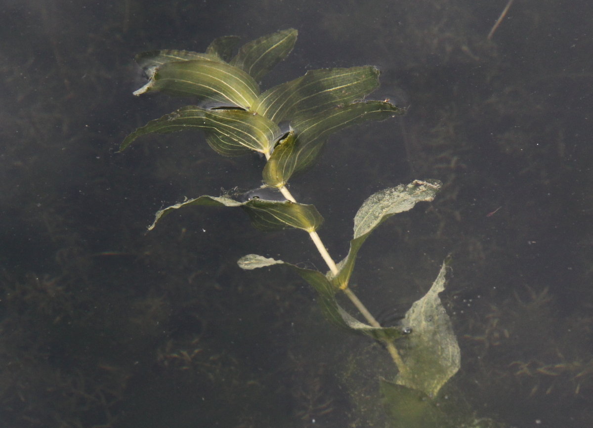 Potamogeton perfoliatus (door Peter Meininger)