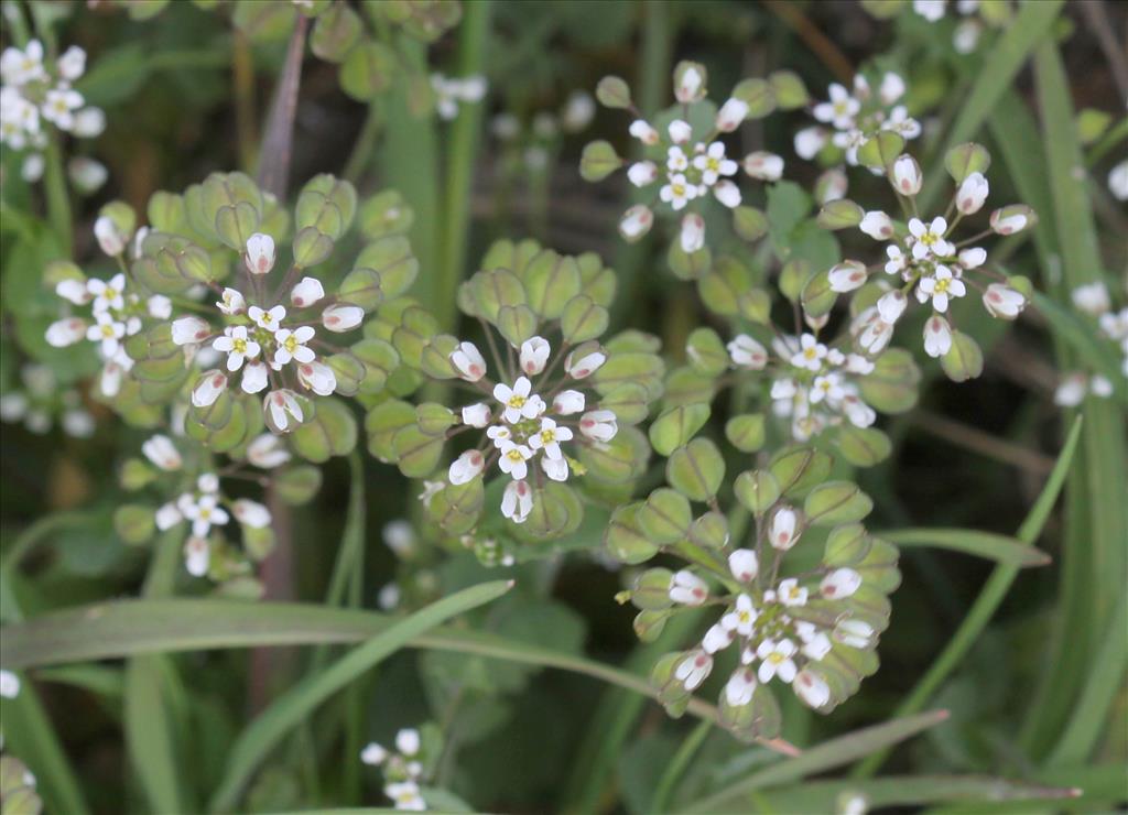 Noccaea perfoliata (door Peter Meininger)