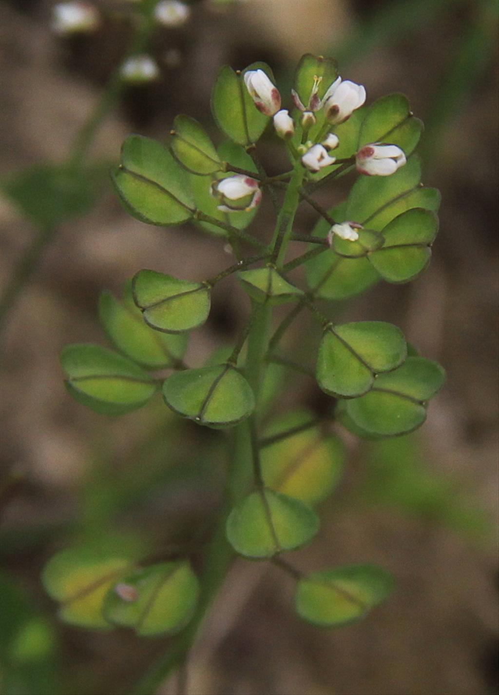 Noccaea perfoliata (door Peter Meininger)