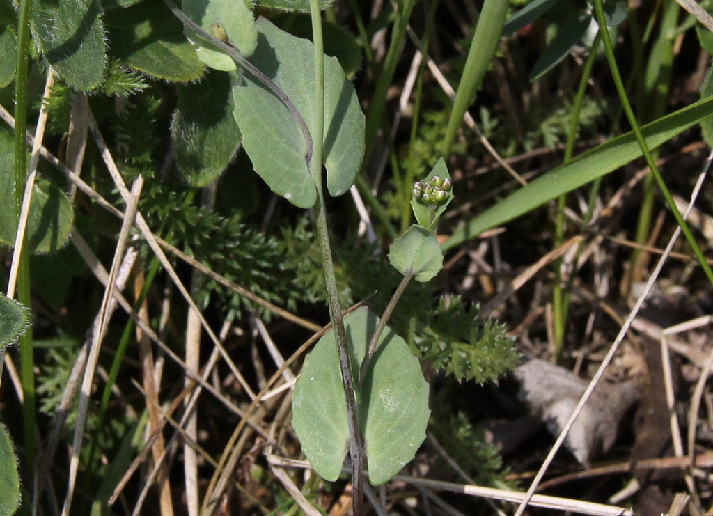 Noccaea perfoliata (door Peter Meininger)