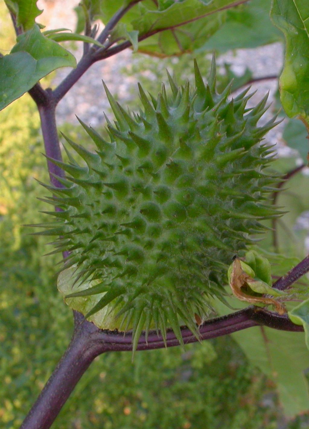 Datura stramonium (door Peter Meininger)