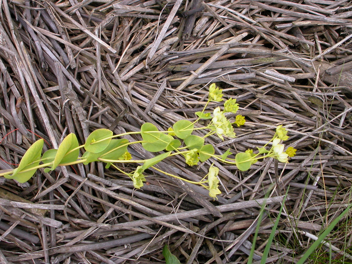 Bupleurum rotundifolium (door Peter Meininger)