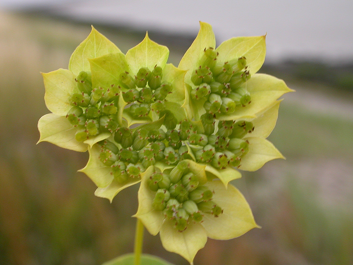 Bupleurum rotundifolium (door Peter Meininger)