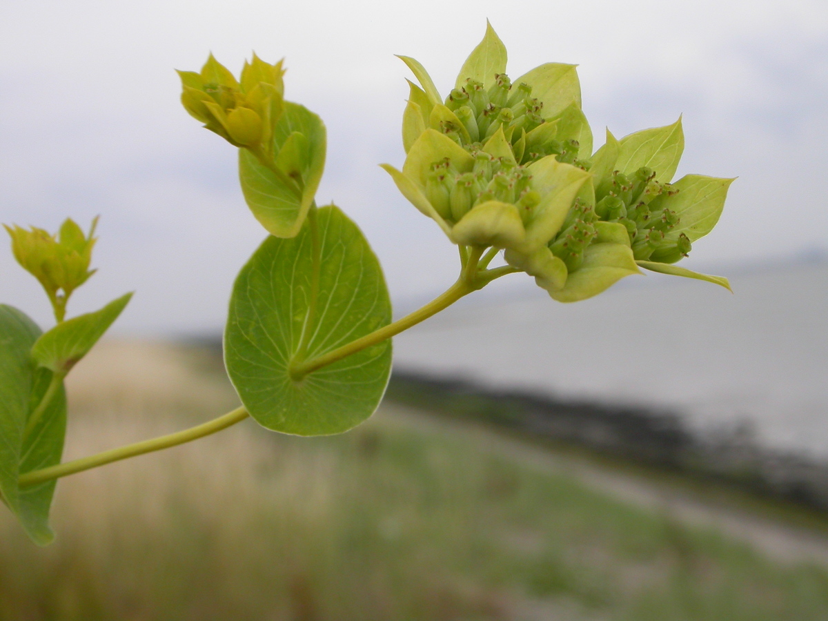 Bupleurum rotundifolium (door Peter Meininger)