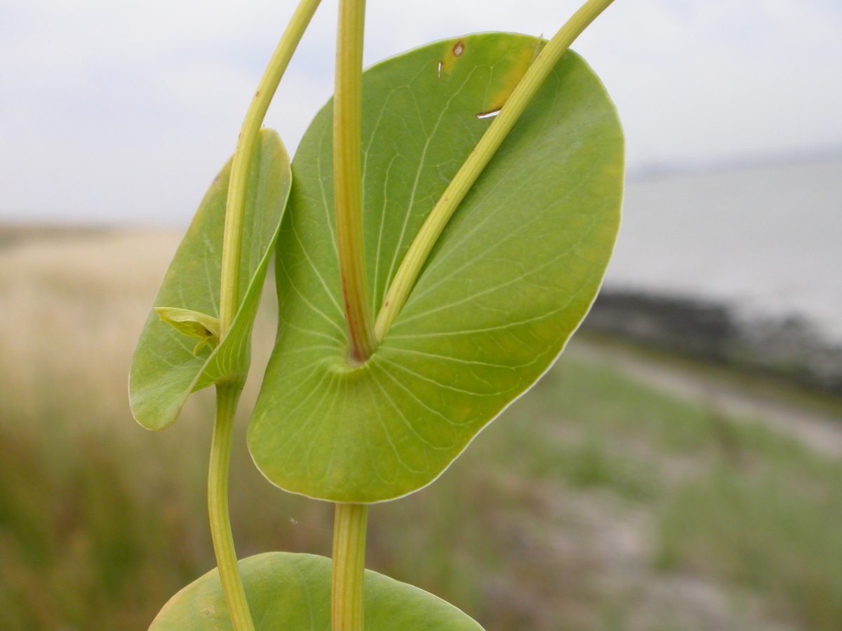 Bupleurum rotundifolium (door Peter Meininger)