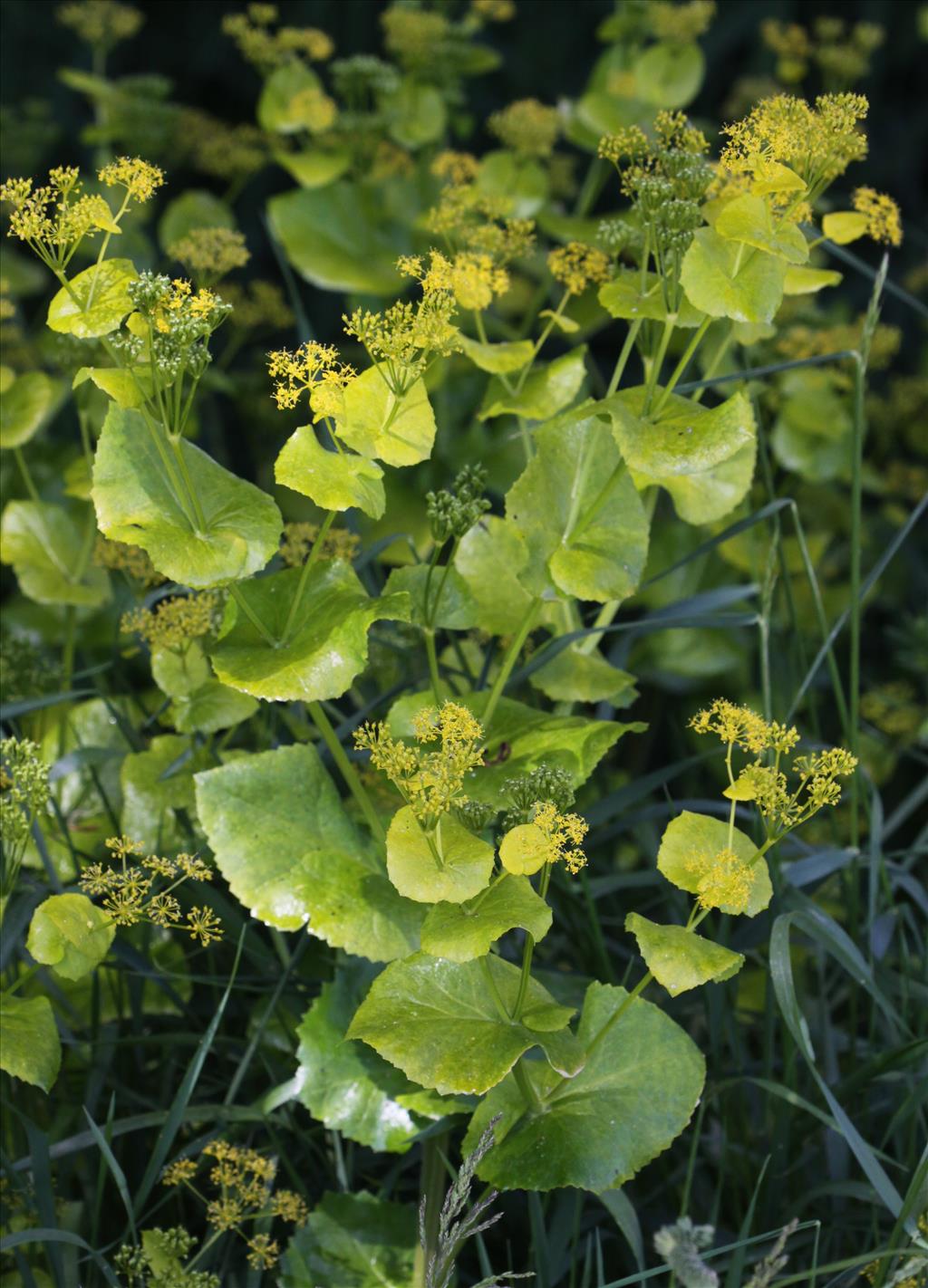 Smyrnium perfoliatum (door Peter Meininger)