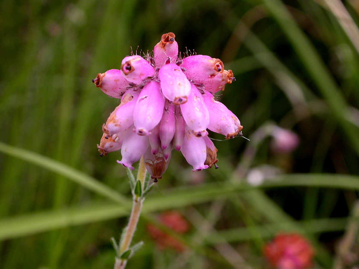 Erica tetralix (door Peter Meininger)