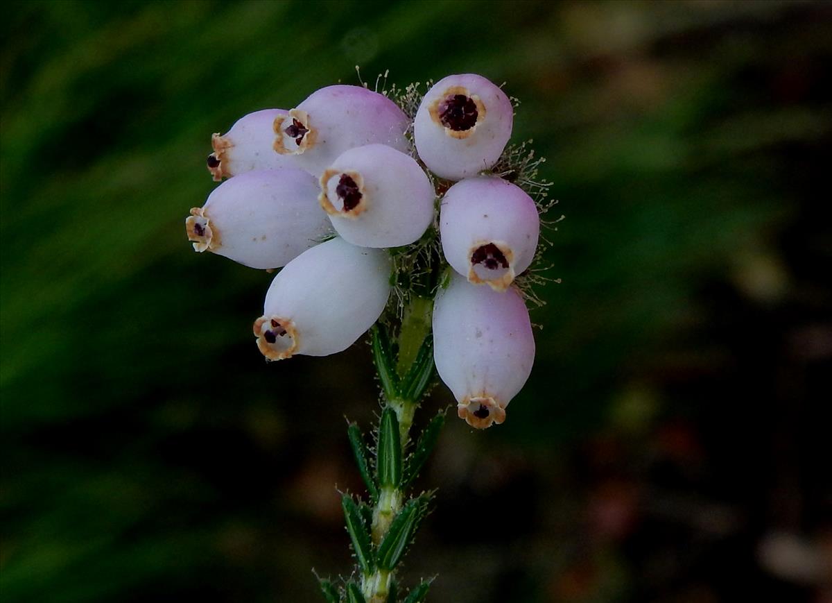 Erica tetralix (door Peter Meininger)