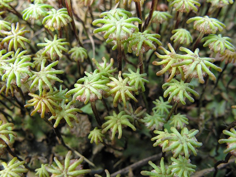 Marchantia polymorpha (door Hans de Bruijn)