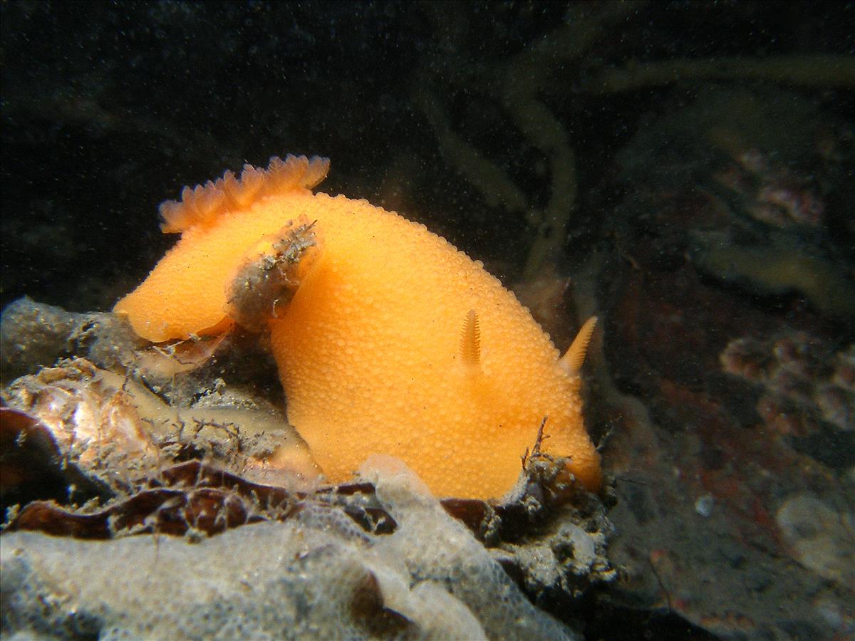 Doris pseudoargus (door Janny Bosma)