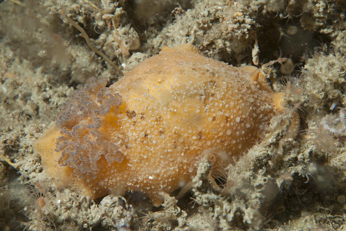 Doris pseudoargus (door Peter van Bragt)