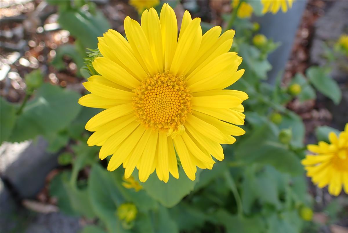 Doronicum columnae (door Aad van Diemen)