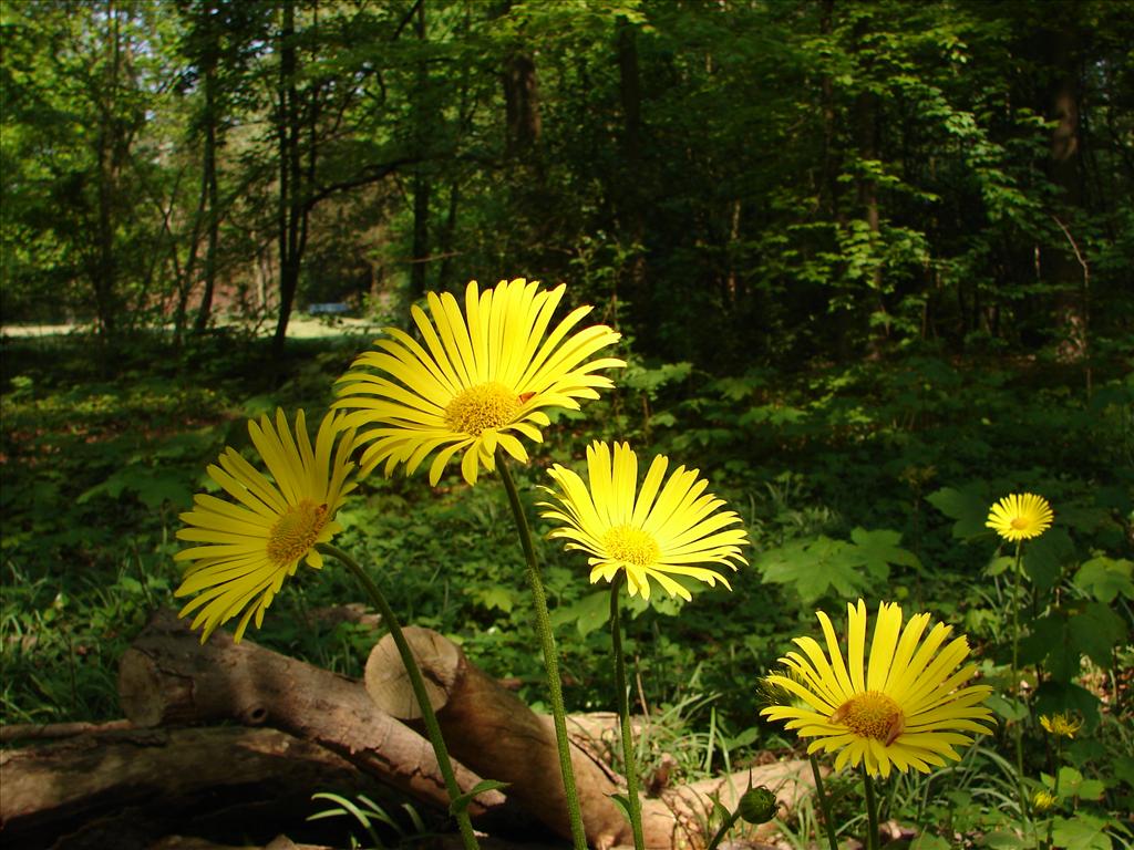 Doronicum pardalianches (door Adrie van Heerden)