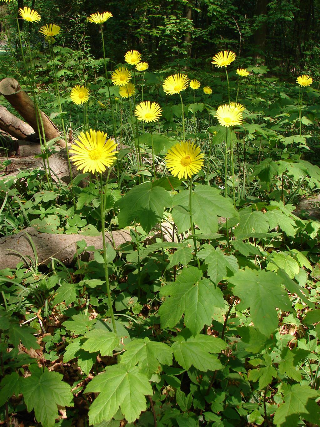 Doronicum pardalianches (door Adrie van Heerden)