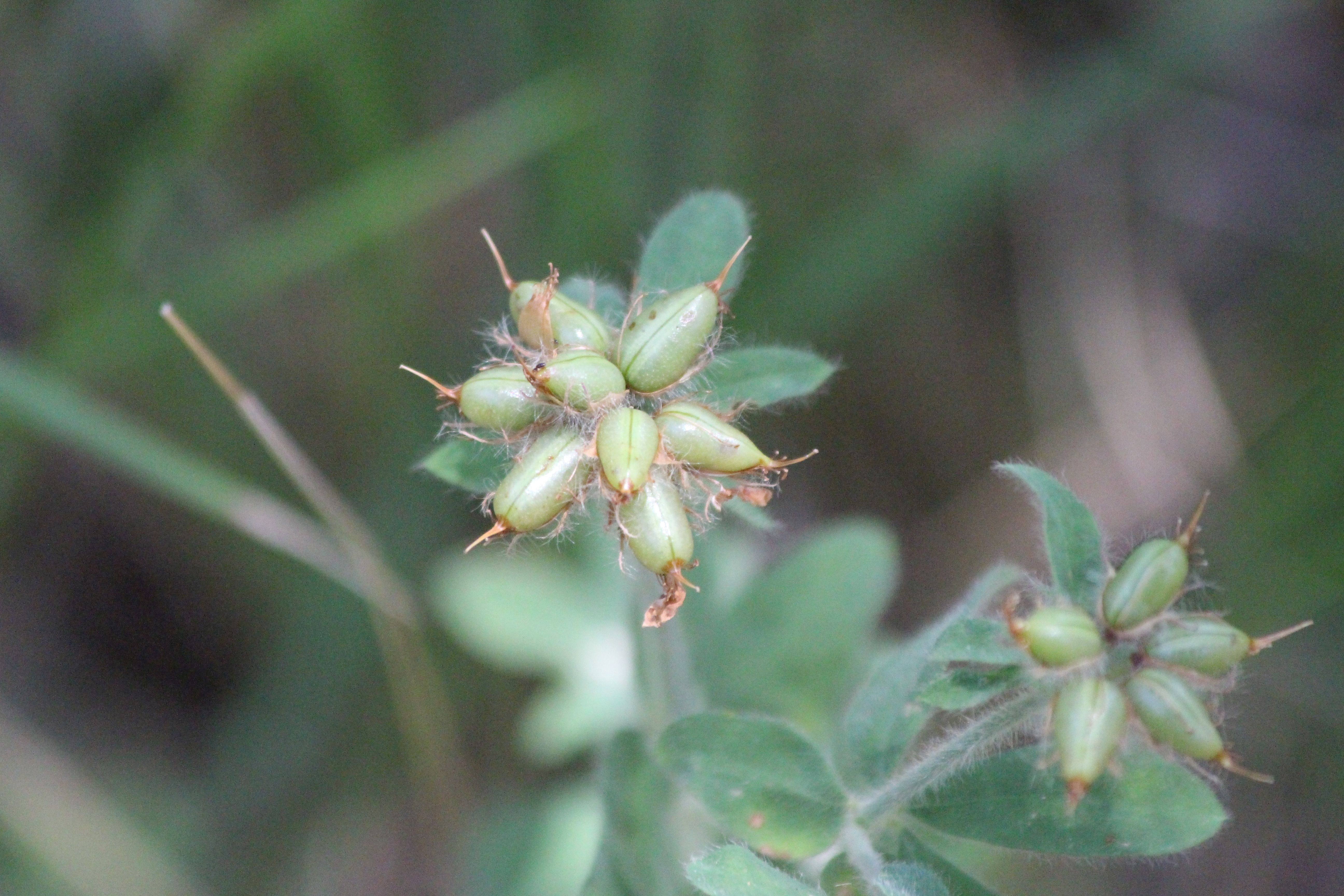 Dorycnium hirsutum (door Pieter Stolwijk)