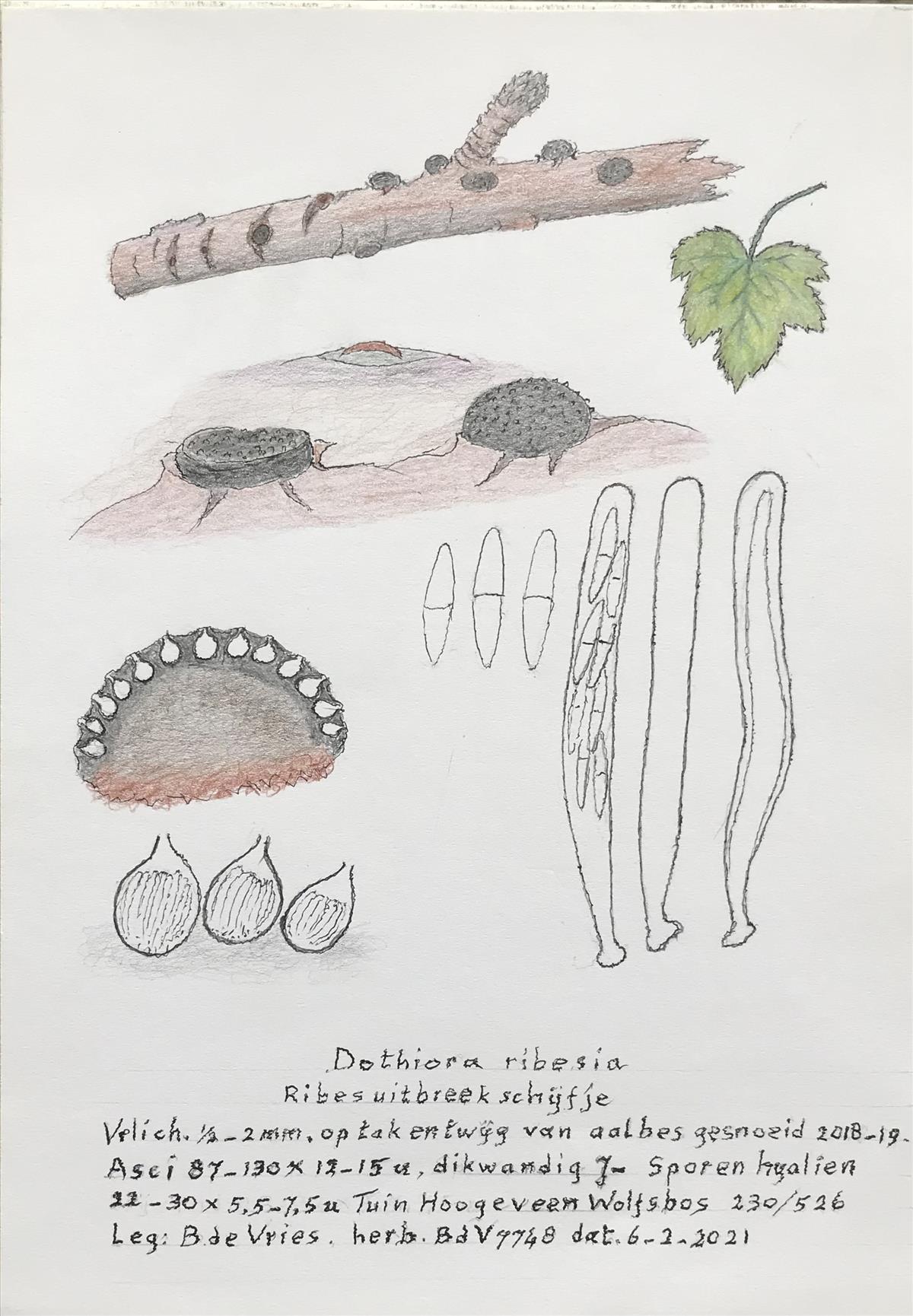 Dothiora ribesia (door Bernhard de Vries)