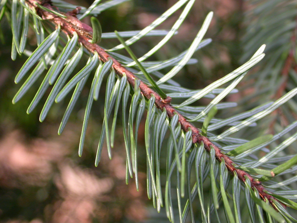 Pseudotsuga menziesii (door Peter Meininger)