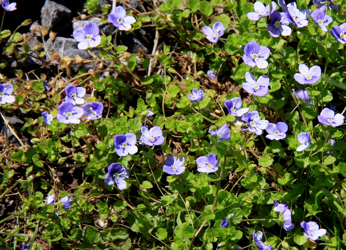 Veronica filiformis (door Peter Meininger)