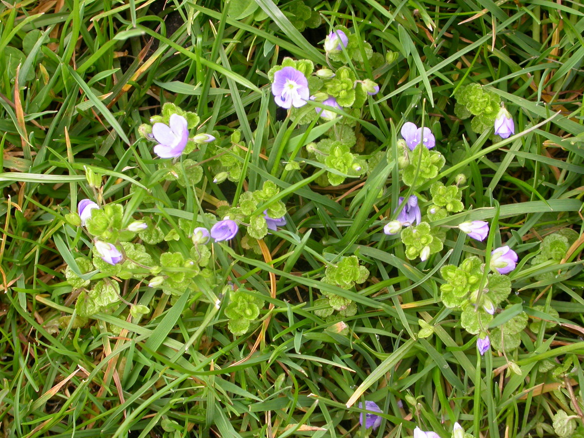 Veronica filiformis (door Peter Meininger)