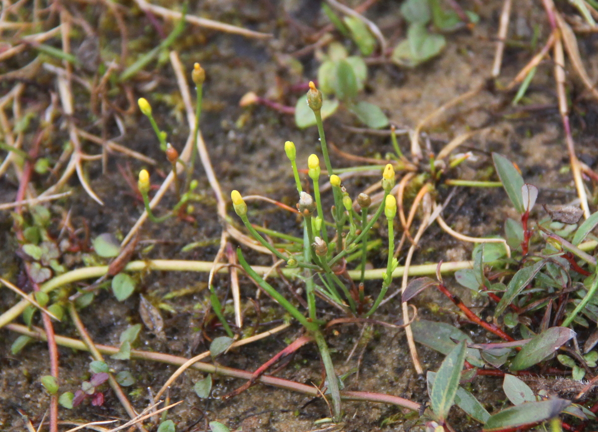 Cicendia filiformis (door Peter Meininger)