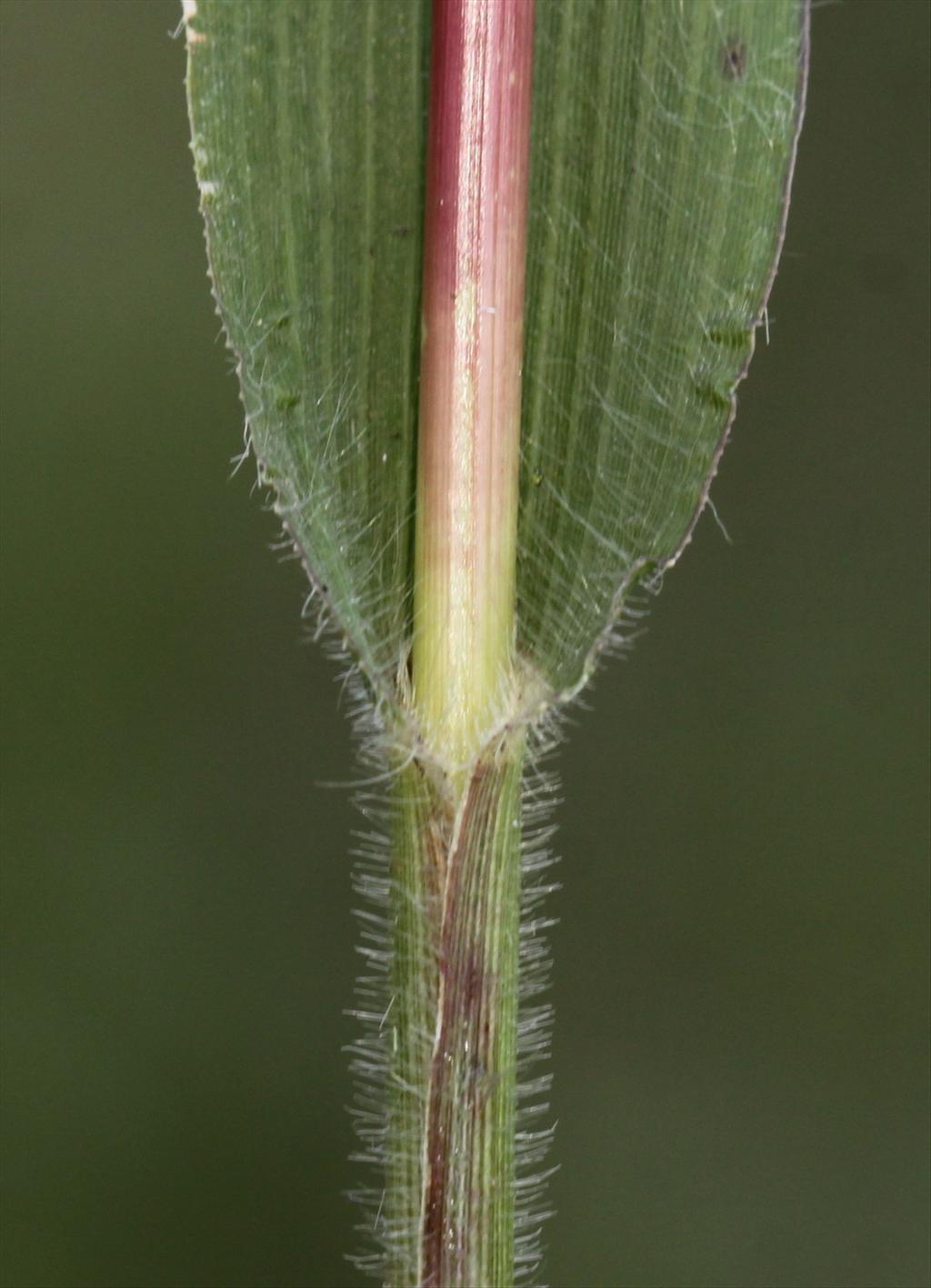 Panicum capillare (door Peter Meininger)