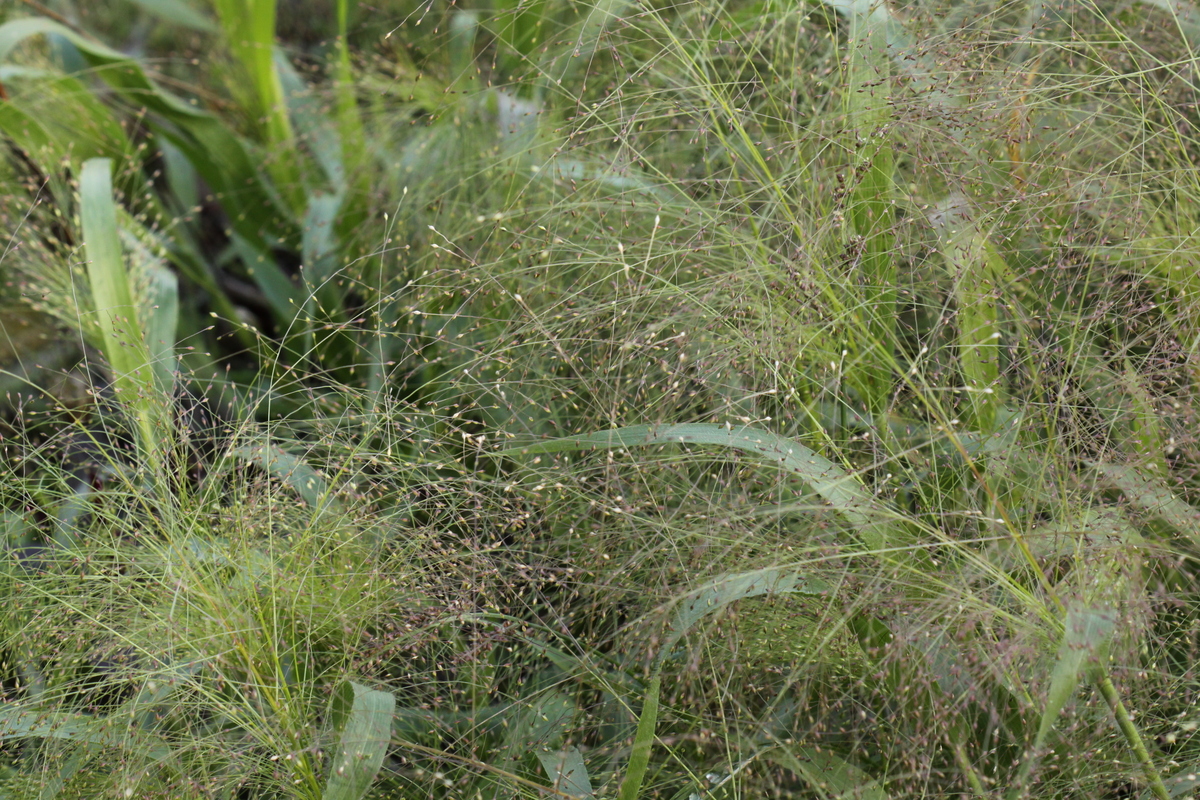 Panicum capillare (door Peter Meininger)