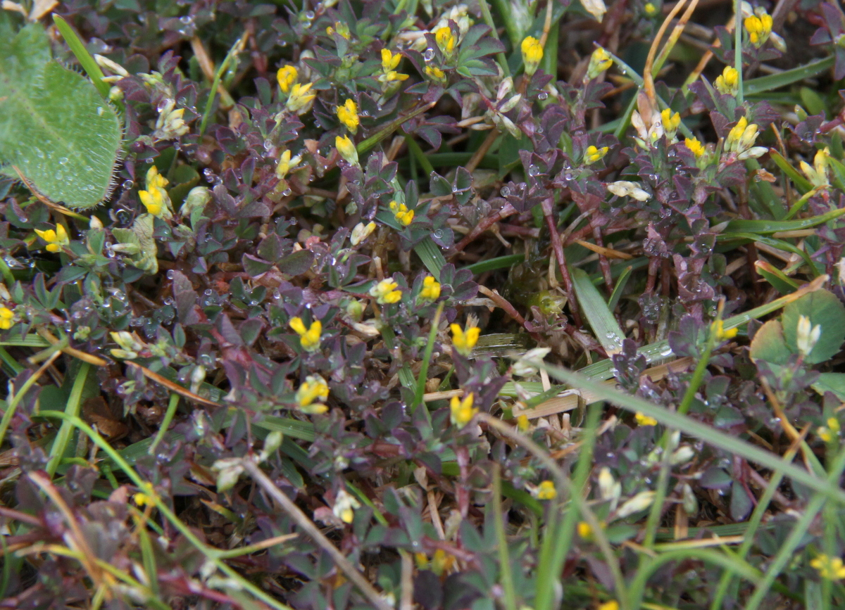 Trifolium micranthum (door Peter Meininger)