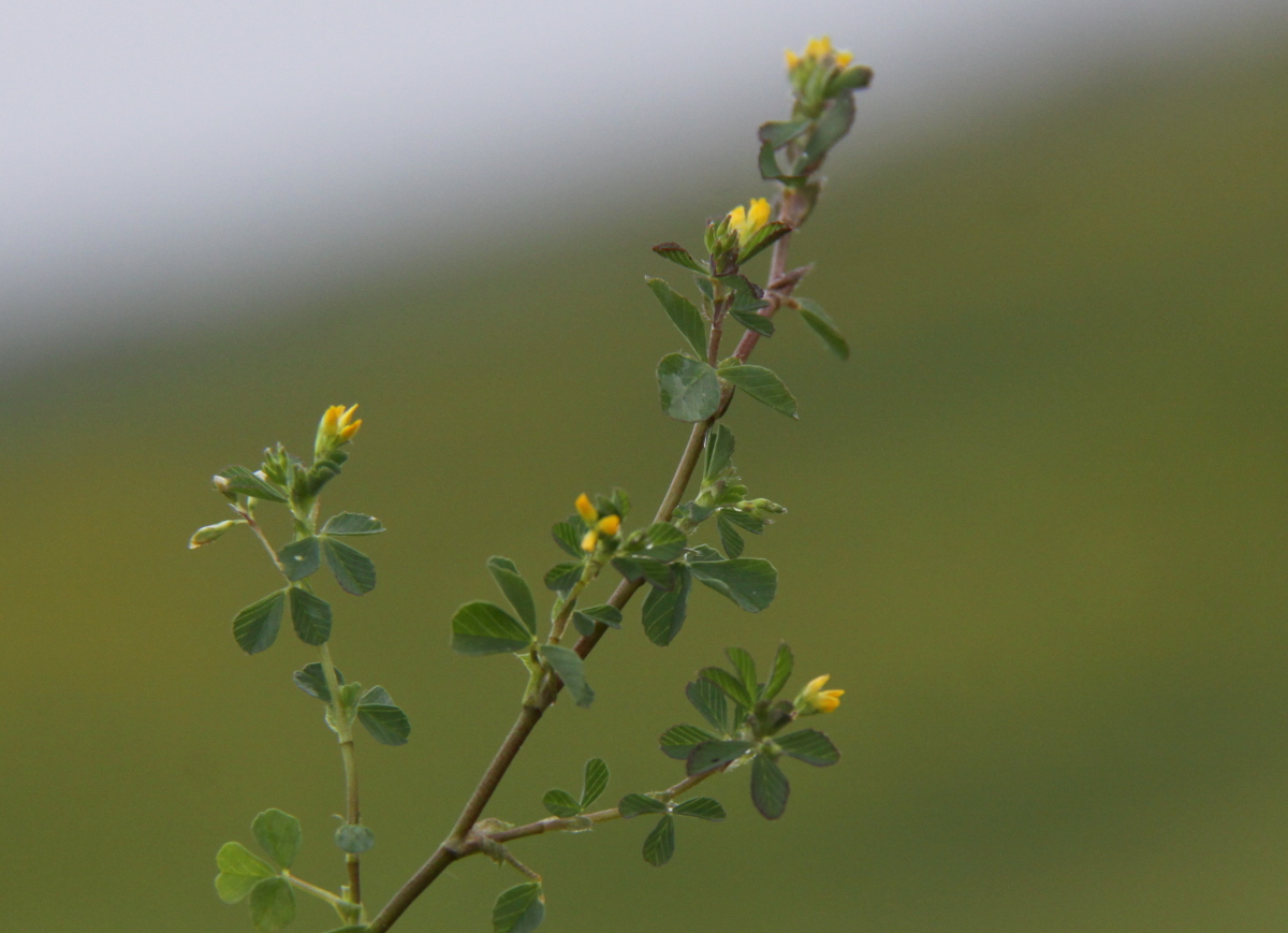 Trifolium micranthum (door Peter Meininger)