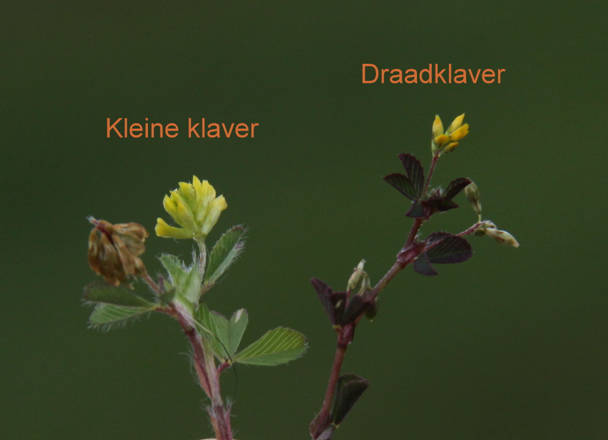 Trifolium micranthum (door Peter Meininger)