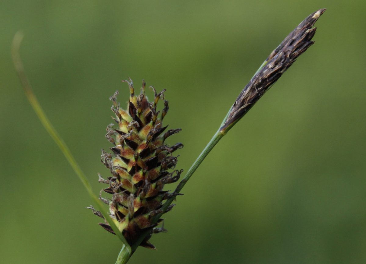 Carex lasiocarpa (door Peter Meininger)