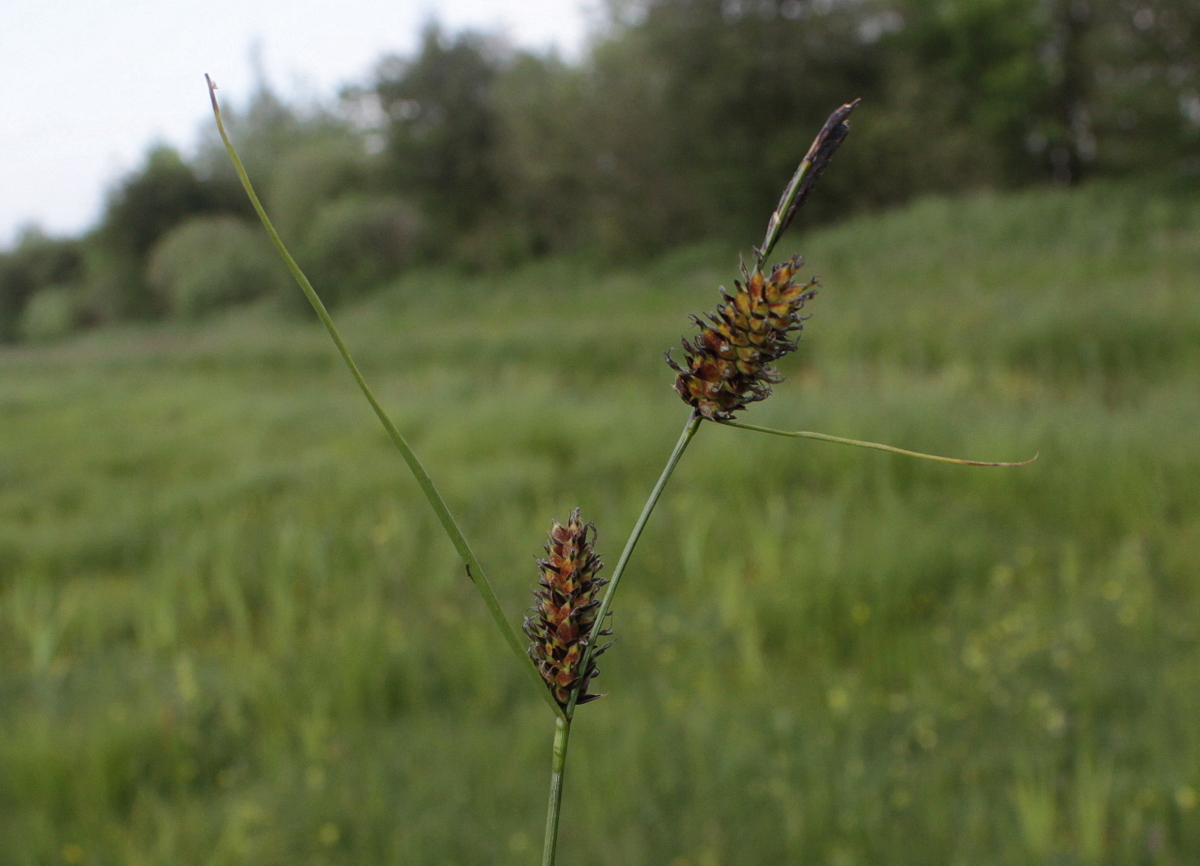 Carex lasiocarpa (door Peter Meininger)