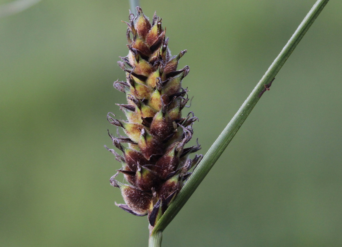 Carex lasiocarpa (door Peter Meininger)