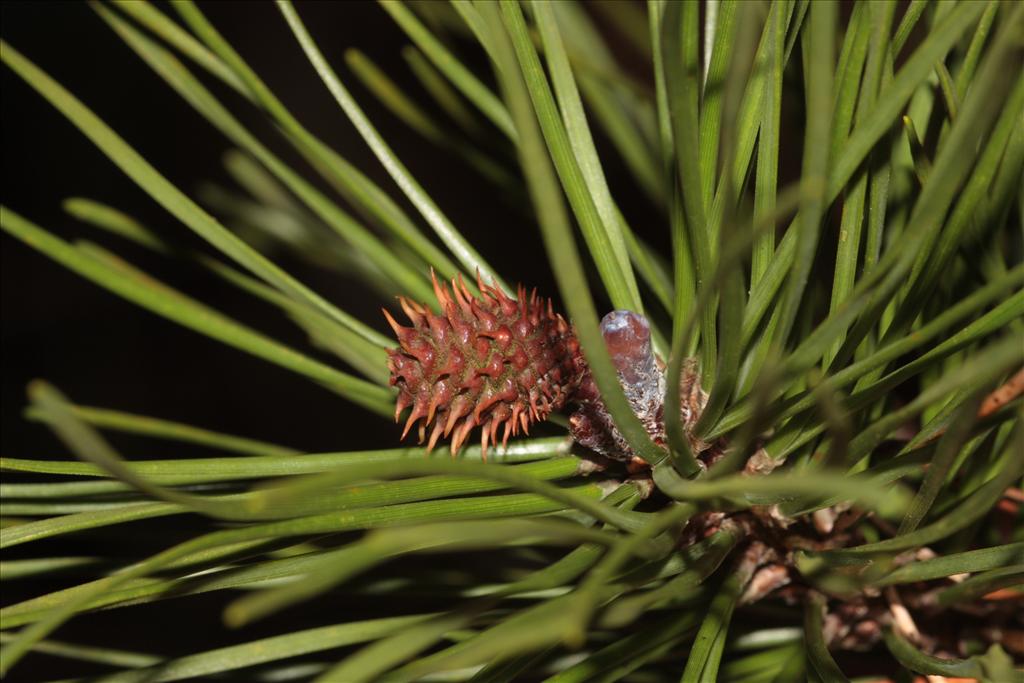 Pinus contorta (door Edwin de Weerd)